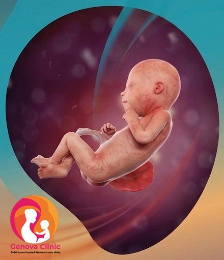 Month 6 pregnancy